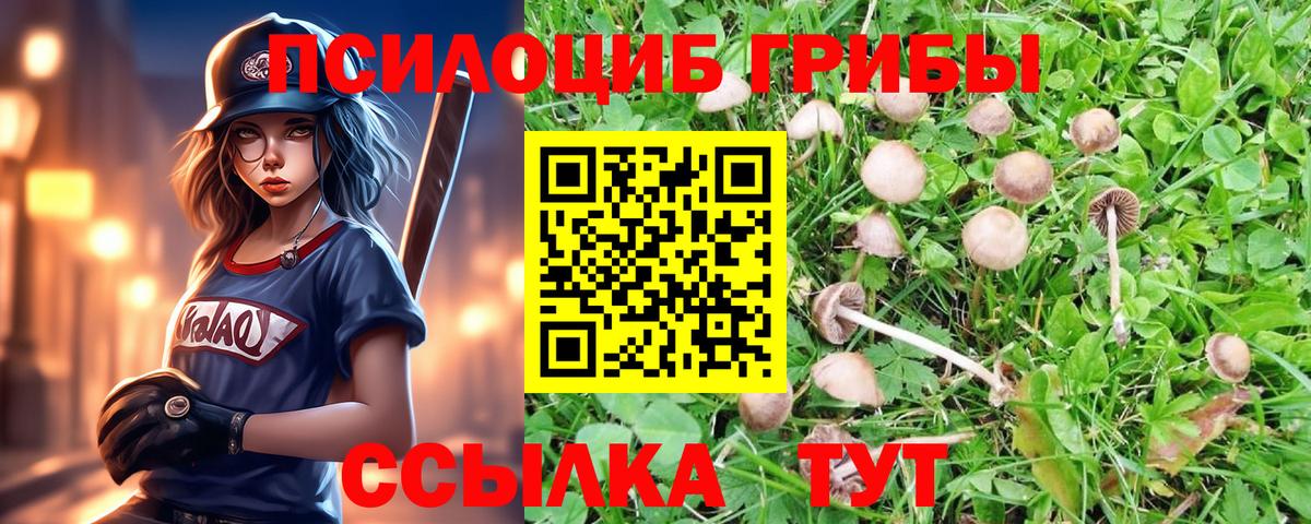 Галлюциногенные грибы Psilocybe Зеленодольск